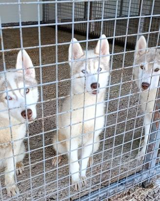 Siberian husky cuccioli con pedigree Enci