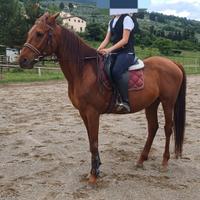 Cavallo