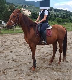 Cavallo