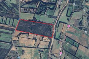 Ampio terreno agricolo interamente piantumato