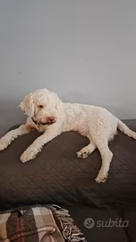 Lagotto Romagnolo