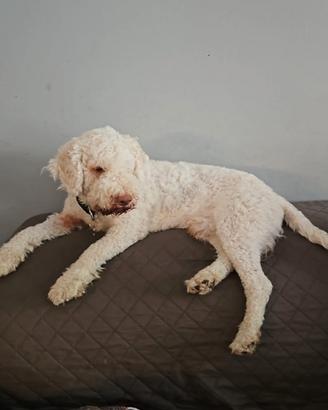 Lagotto Romagnolo