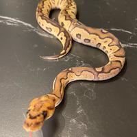 Ball Phyton,Pitone Reale, Rettili, Serpenti