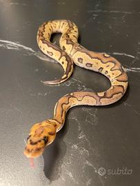 Ball Phyton,Pitone Reale, Rettili, Serpenti