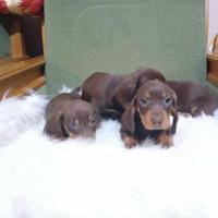 Bassotto Kaninchen
