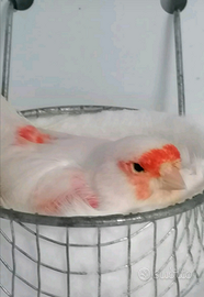 Canarinni
