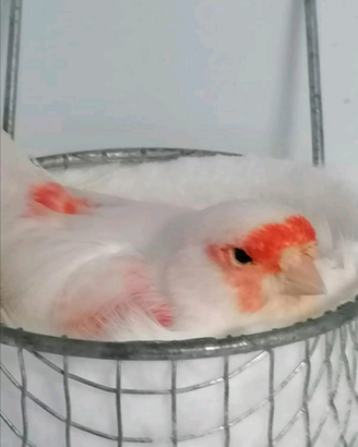 Canarinni