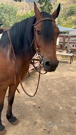 Cavalla 8 anni psi baia domata a sella