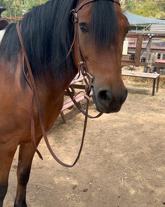 Cavalla 8 anni psi baia domata a sella