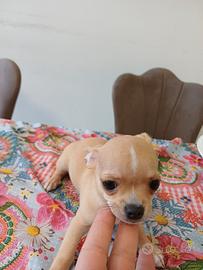 Cane chihuahua