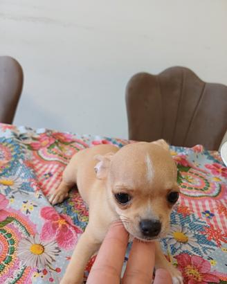 Cane chihuahua