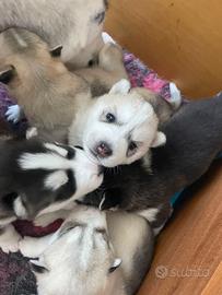 Cuccioli siberian husky