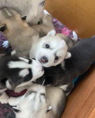 Cuccioli siberian husky