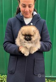 Cucciolo Pomerania fulvo