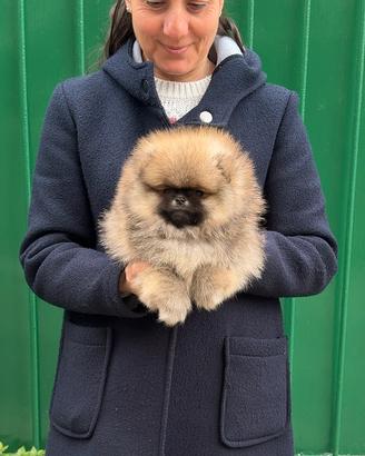 Cucciolo Pomerania fulvo