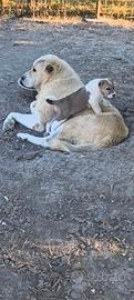 Cuccioli super Pastore Asia Centrale