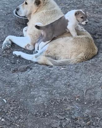 Cuccioli super Pastore Asia Centrale