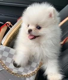 VOLPINO SPITZ di POMERANIA CUCCIOLI nati in ITALIA