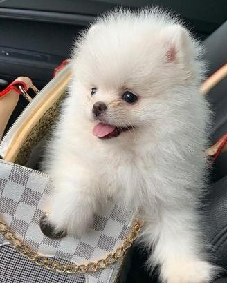 VOLPINO SPITZ di POMERANIA CUCCIOLI nati in ITALIA