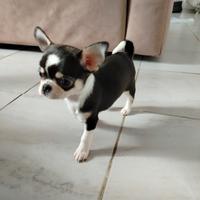 Chihuahua femmina di 2 mesi