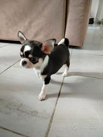 Chihuahua femmina di 2 mesi