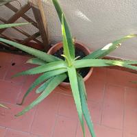Piante di aloe vera