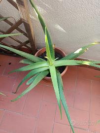 Piante di aloe vera