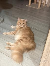 Maine coon red per monta