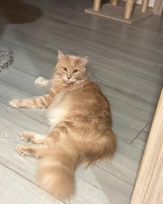 Maine coon red per monta
