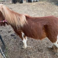 Pony