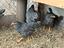 Immagine 2