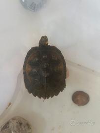 Tartaruga di Acqua Dolce