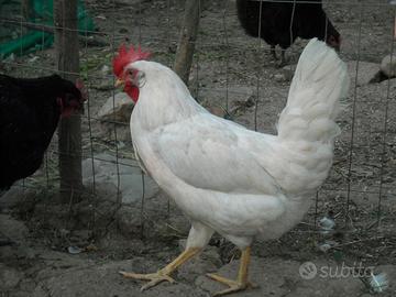 Pulcini livornesi