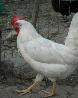 Pulcini livornesi