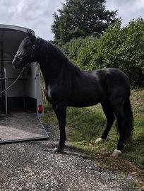 Cavallo pre