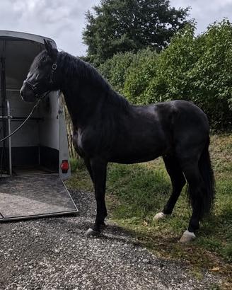 Cavallo pura razza spagnola