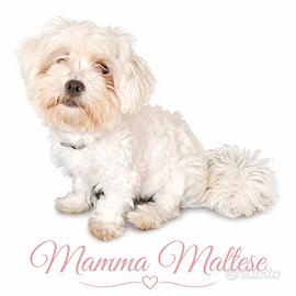 Cuccioli Maltese/Morkie