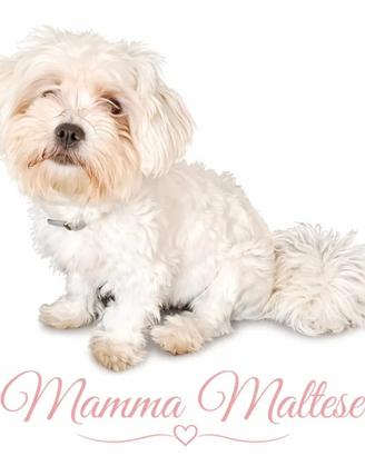 Cuccioli Maltese/Morkie