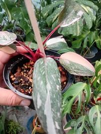 pianta philodendron  burgundy  princess 