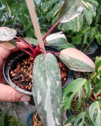 pianta philodendron  burgundy  princess 