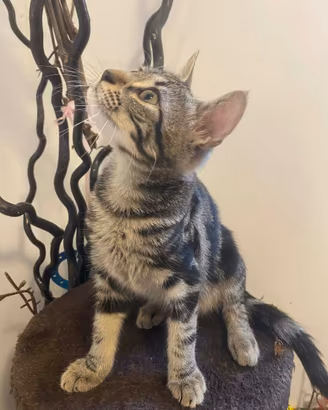 Gattino gattino