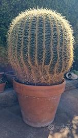 cuscino della suocera