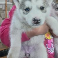 Cuccioli husky