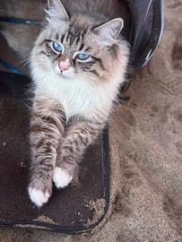 Gatto siberiano neve masquerada