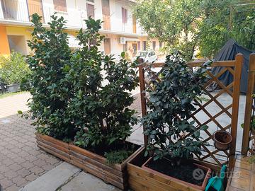Camelie Japonica