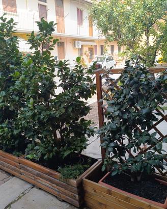 Camelie Japonica