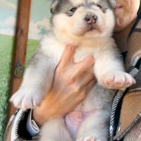 Cucciolo Alaskan malamute