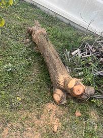 Tronco legno