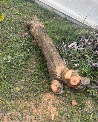 Tronco legno
