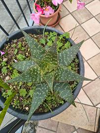 pianta di aloe maculata